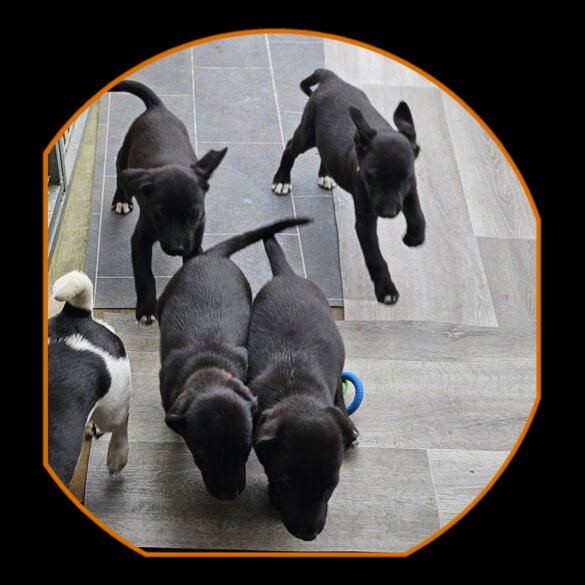 Mixed Breed - Dogs