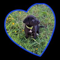 Mixed Breed - Dogs