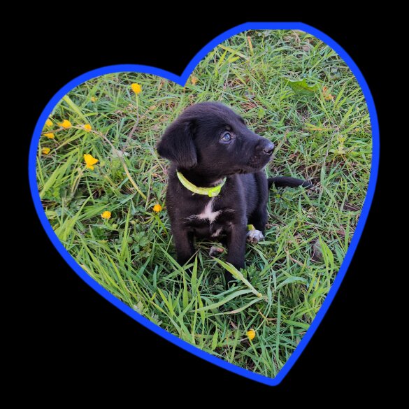 Mixed Breed - Dogs