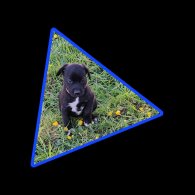 Mixed Breed - Dogs