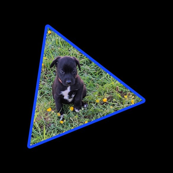 Mixed Breed - Dogs