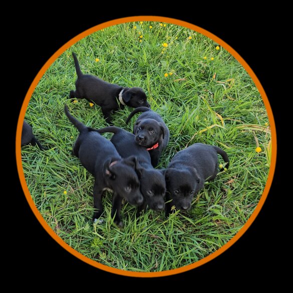 Mixed Breed - Dogs