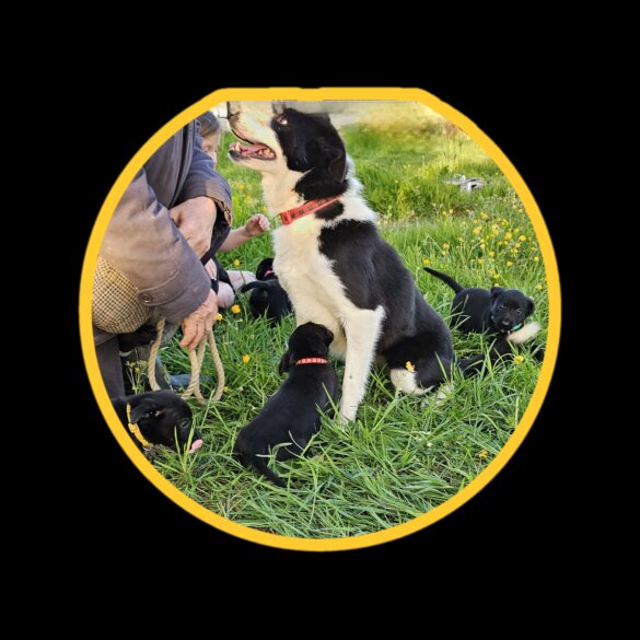 Mixed Breed - Dogs