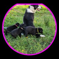Mixed Breed - Dogs