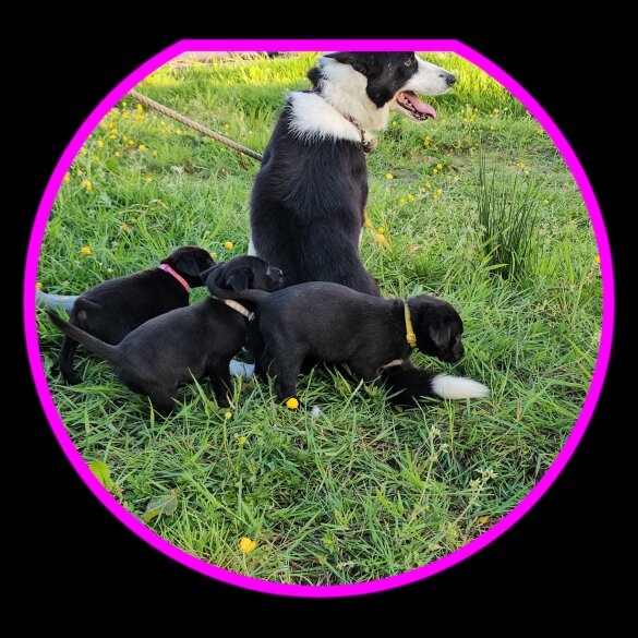 Mixed Breed - Dogs