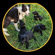 Mixed Breed - Dogs