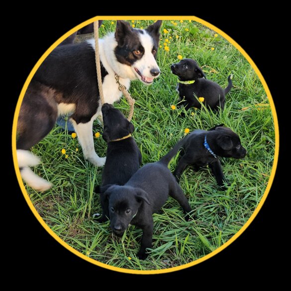Mixed Breed - Dogs
