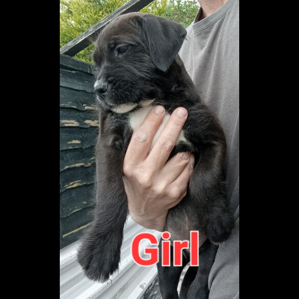Mixed Breed - Both