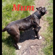 Mixed Breed - Both