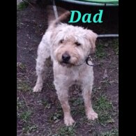 Mixed Breed - Both