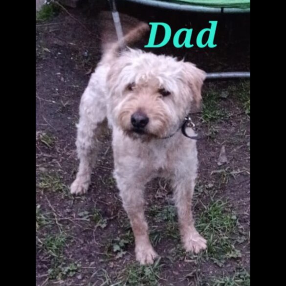 Mixed Breed - Both