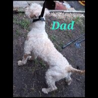Mixed Breed - Both