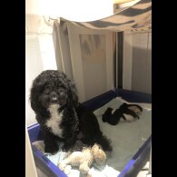 Cockapoo - Both