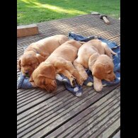 Mixed Breed - Both
