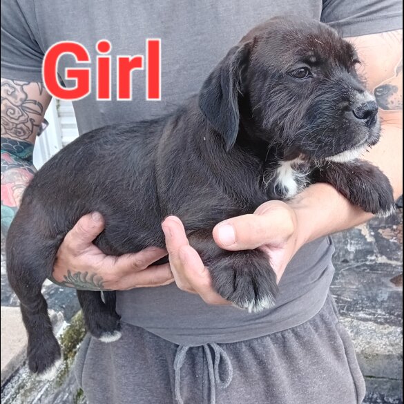 Mixed Breed - Both
