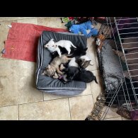 Mixed Breed - Dogs