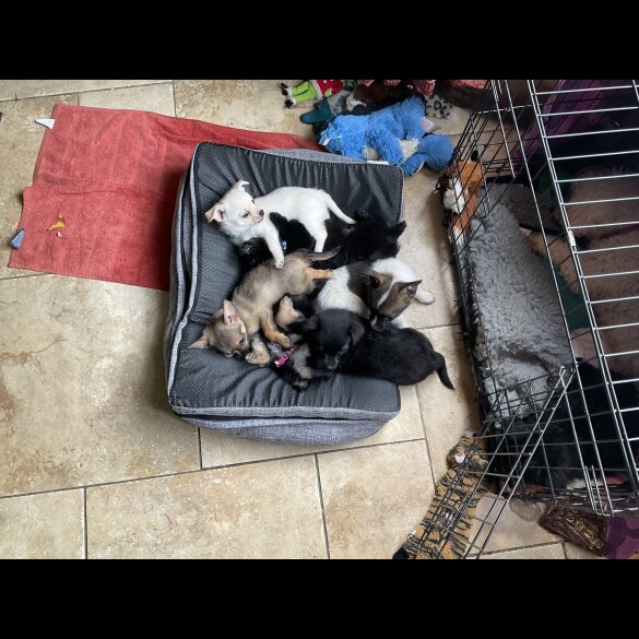 Mixed Breed - Dogs