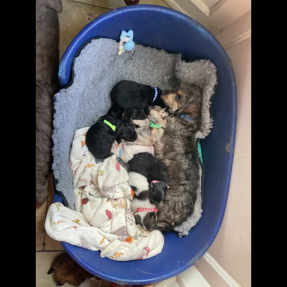 Mixed Breed - Dogs