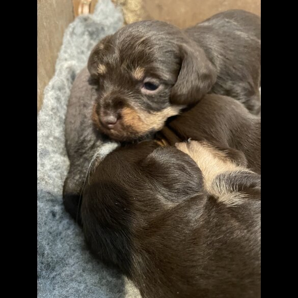 Mixed Breed - Both