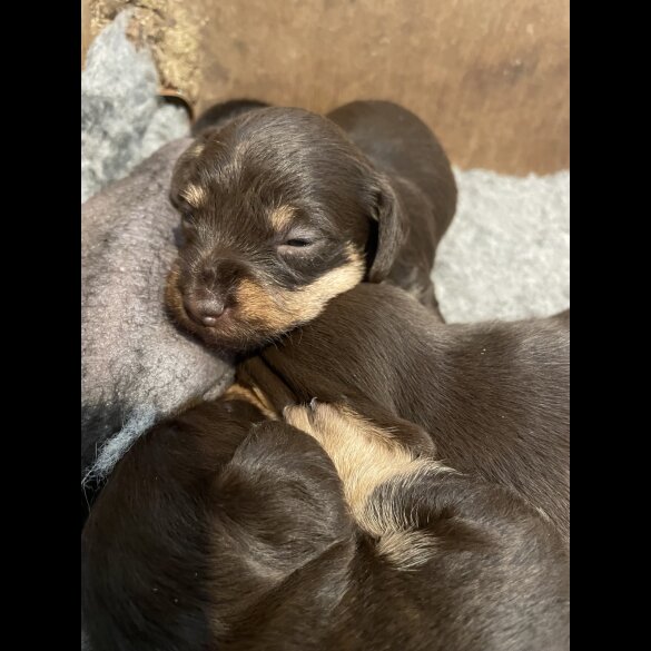 Mixed Breed - Both