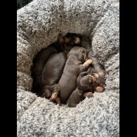 Mixed Breed - Both