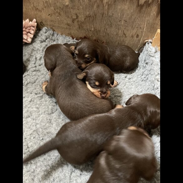 Mixed Breed - Both