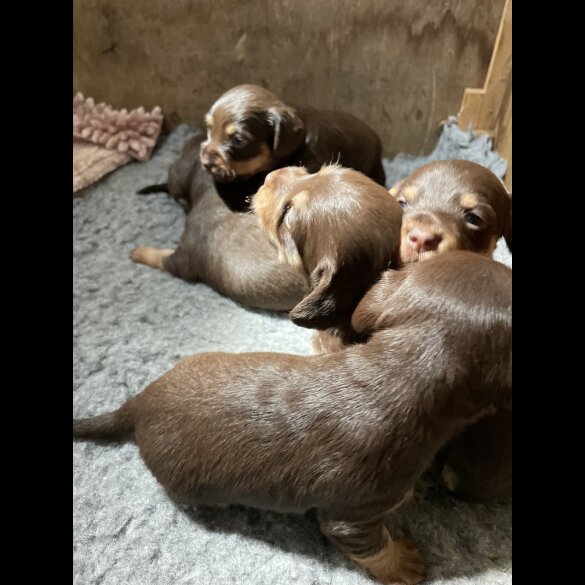 Mixed Breed - Both