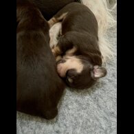 Mixed Breed - Both