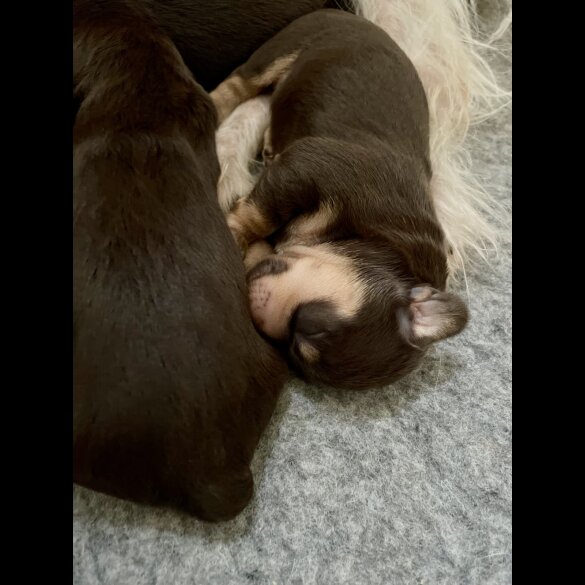 Mixed Breed - Both