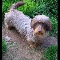 Mixed Breed - Both