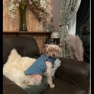 Mixed Breed - Both