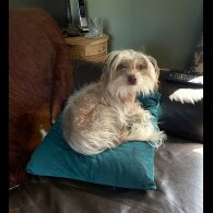 Mixed Breed - Both