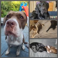 Mixed Breed - Both