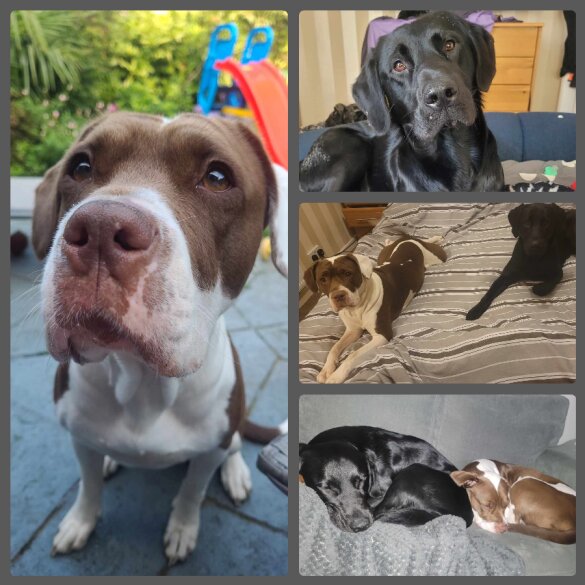 Mixed Breed - Both