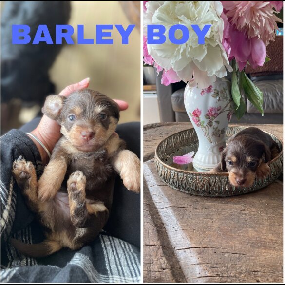 Mixed Breed - Both