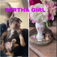 Mixed Breed - Both