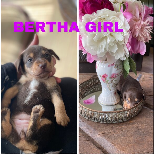 Mixed Breed - Both