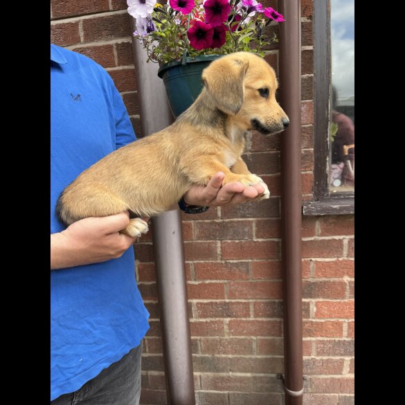 Mixed Breed - Both