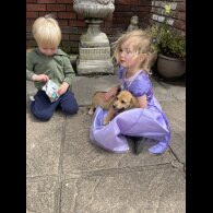 Mixed Breed - Both