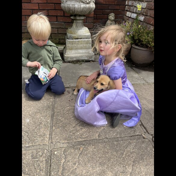 Mixed Breed - Both