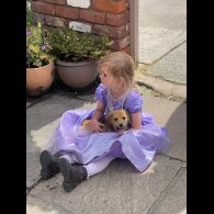 Mixed Breed - Both