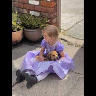 Mixed Breed - Both