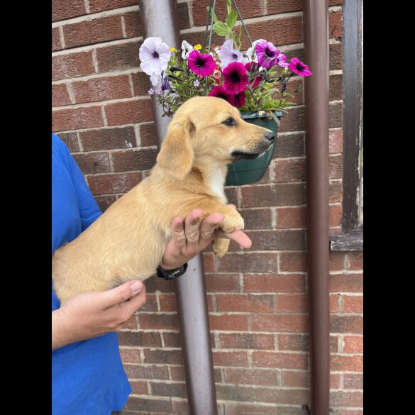 Mixed Breed - Both