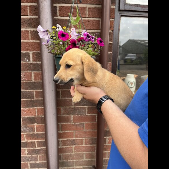 Mixed Breed - Both