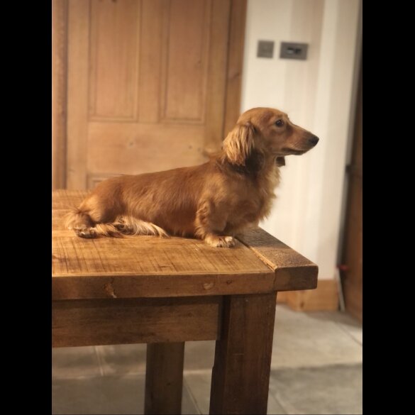 Mixed Breed - Both