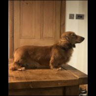 Mixed Breed - Both