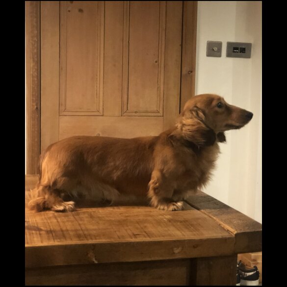 Mixed Breed - Both