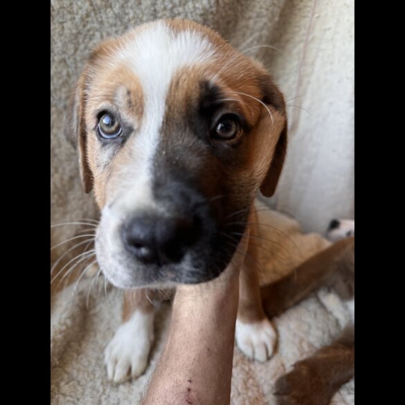 Mixed Breed - Both