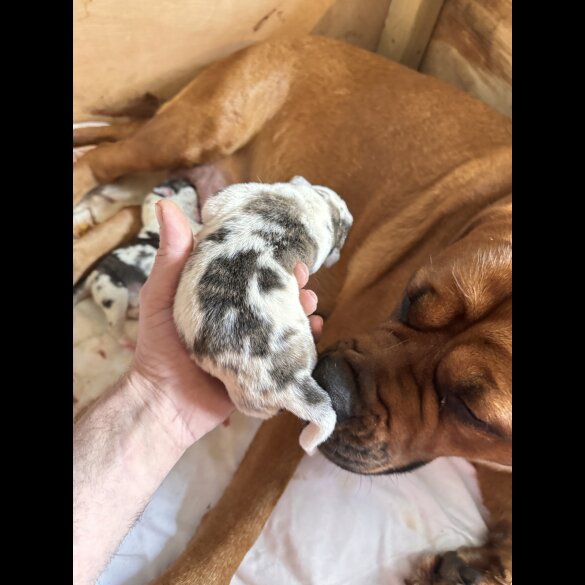 Mixed Breed - Both