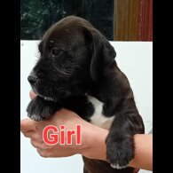 Mixed Breed - Both